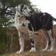 Casi cinco meses su peso, en oro su actitud grandiosa pon un dogo en tu vida muy bueno 2° en clase bebe con 5 meses y medio regional ifema 2012